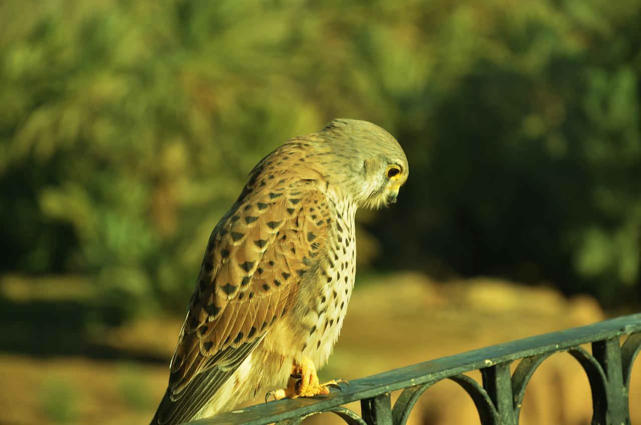 Riad Chay & Boutique Tajda Экстерьер фото